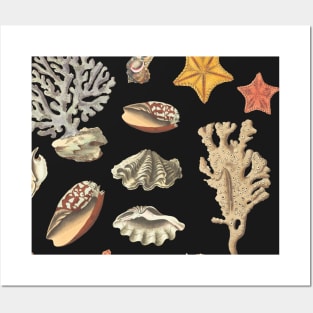 Watercolor Shells Posters and Art